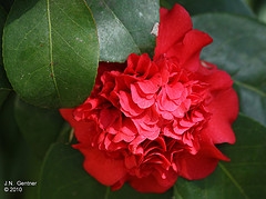 chamilia flowers